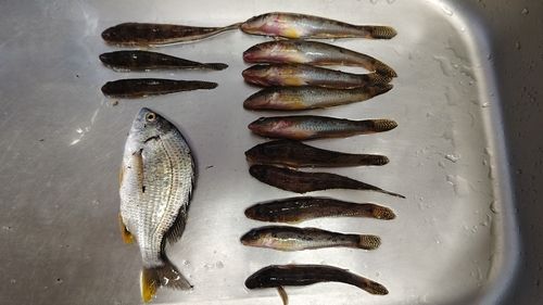 マハゼの釣果