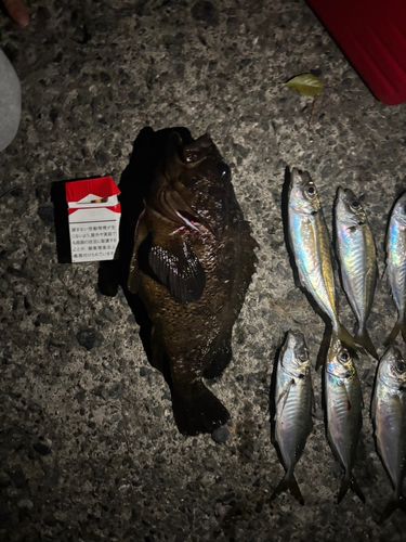 ムラソイの釣果