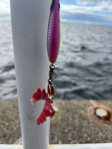 サゴシの釣果
