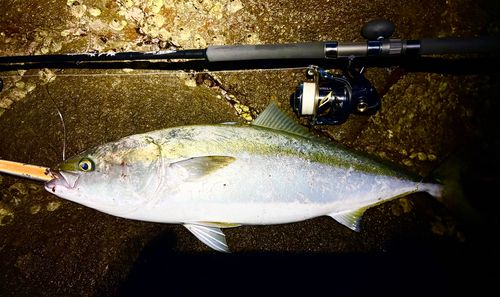 ヤズの釣果