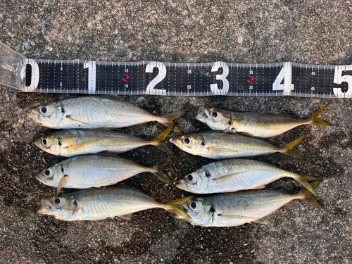 アジの釣果