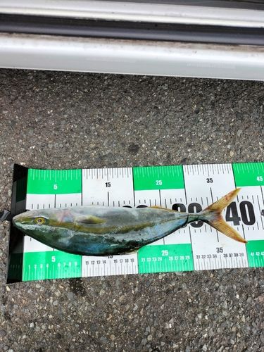 ショゴの釣果