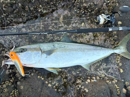 ヒラマサの釣果