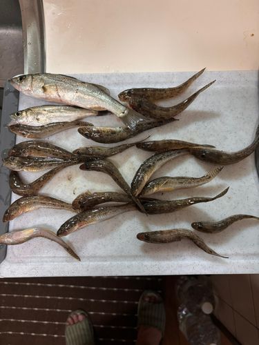 河芸漁港