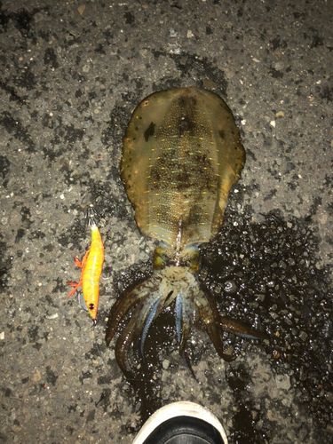 アオリイカの釣果