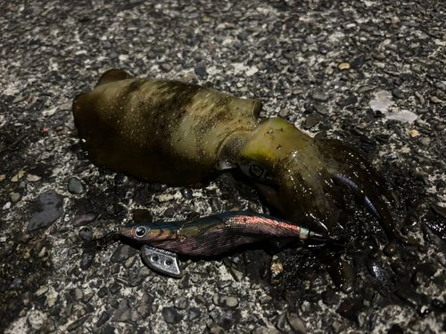 アオリイカの釣果