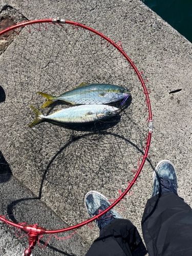 ヤズの釣果