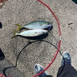 ヤズ