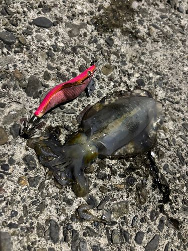 アオリイカの釣果