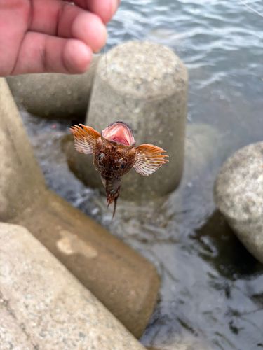 釣果