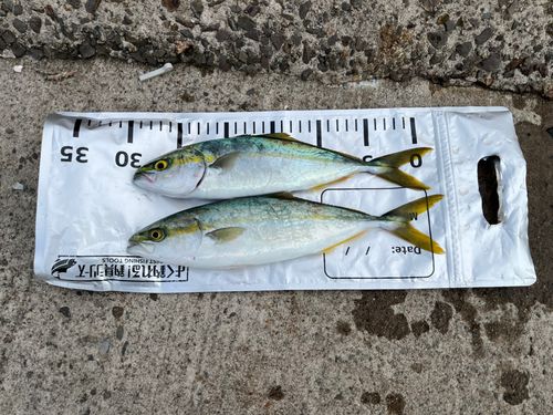 ワカシの釣果