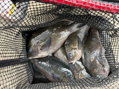 グレの釣果