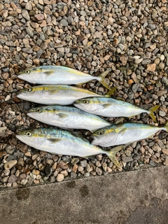 フクラギの釣果