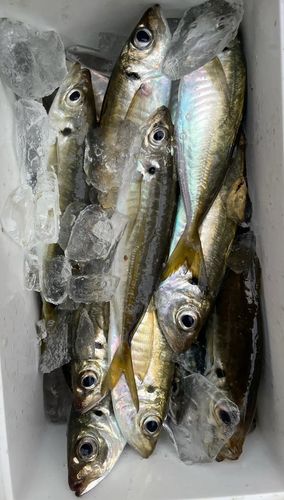 アジの釣果