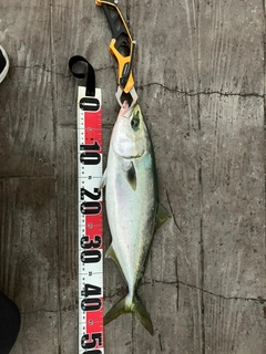 イナダの釣果