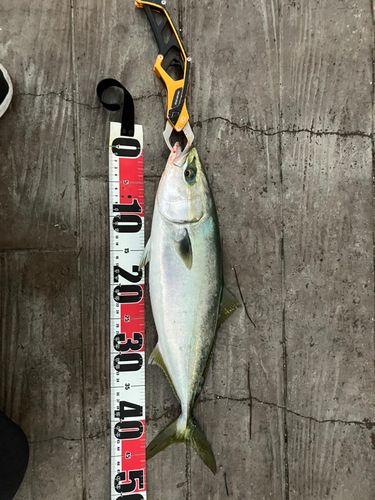 イナダの釣果