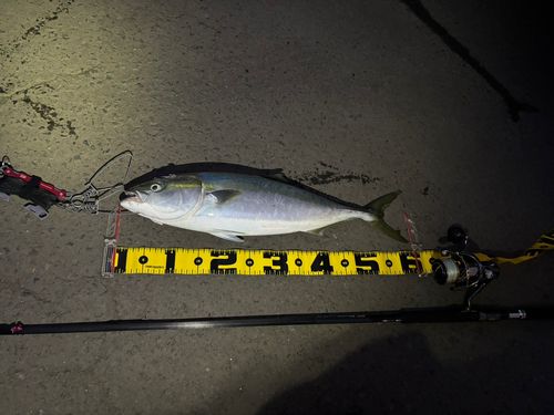 ワラサの釣果