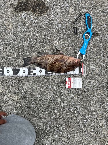 オオモンハタの釣果