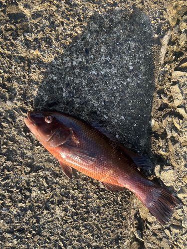 カンダイの釣果