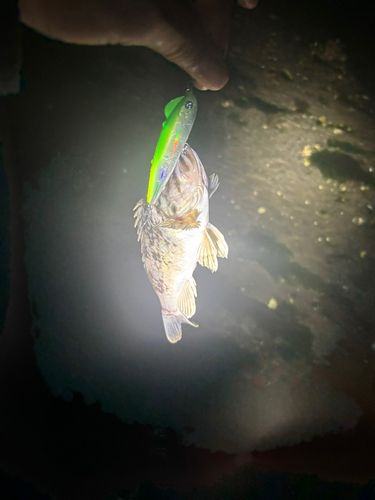 ソイの釣果