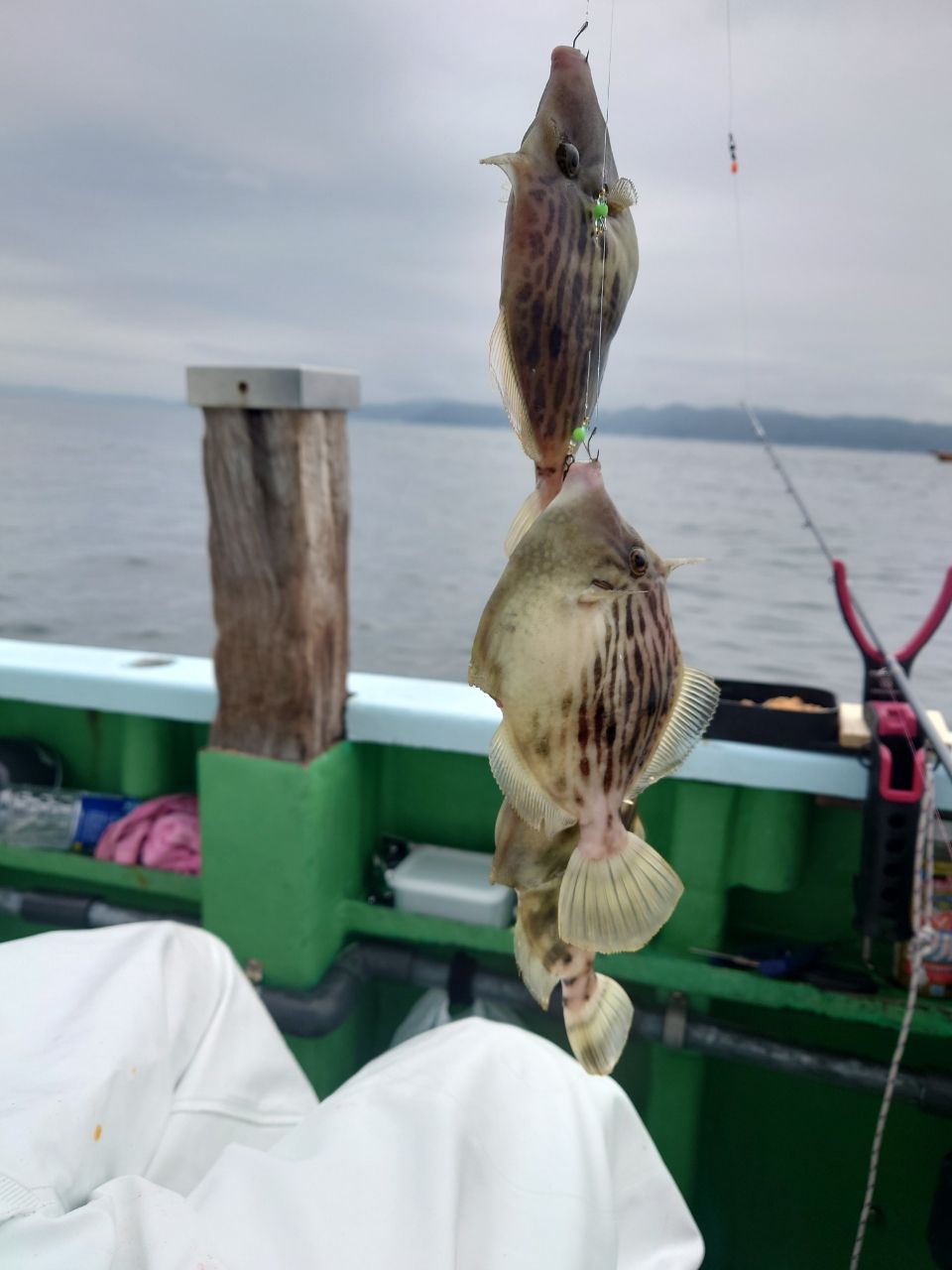 HIDECKEYさんの釣果 1枚目の画像