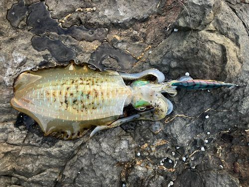 アオリイカの釣果