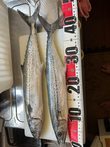 サゴシの釣果
