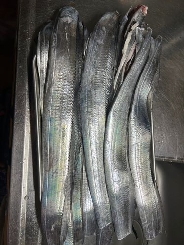 タチウオの釣果