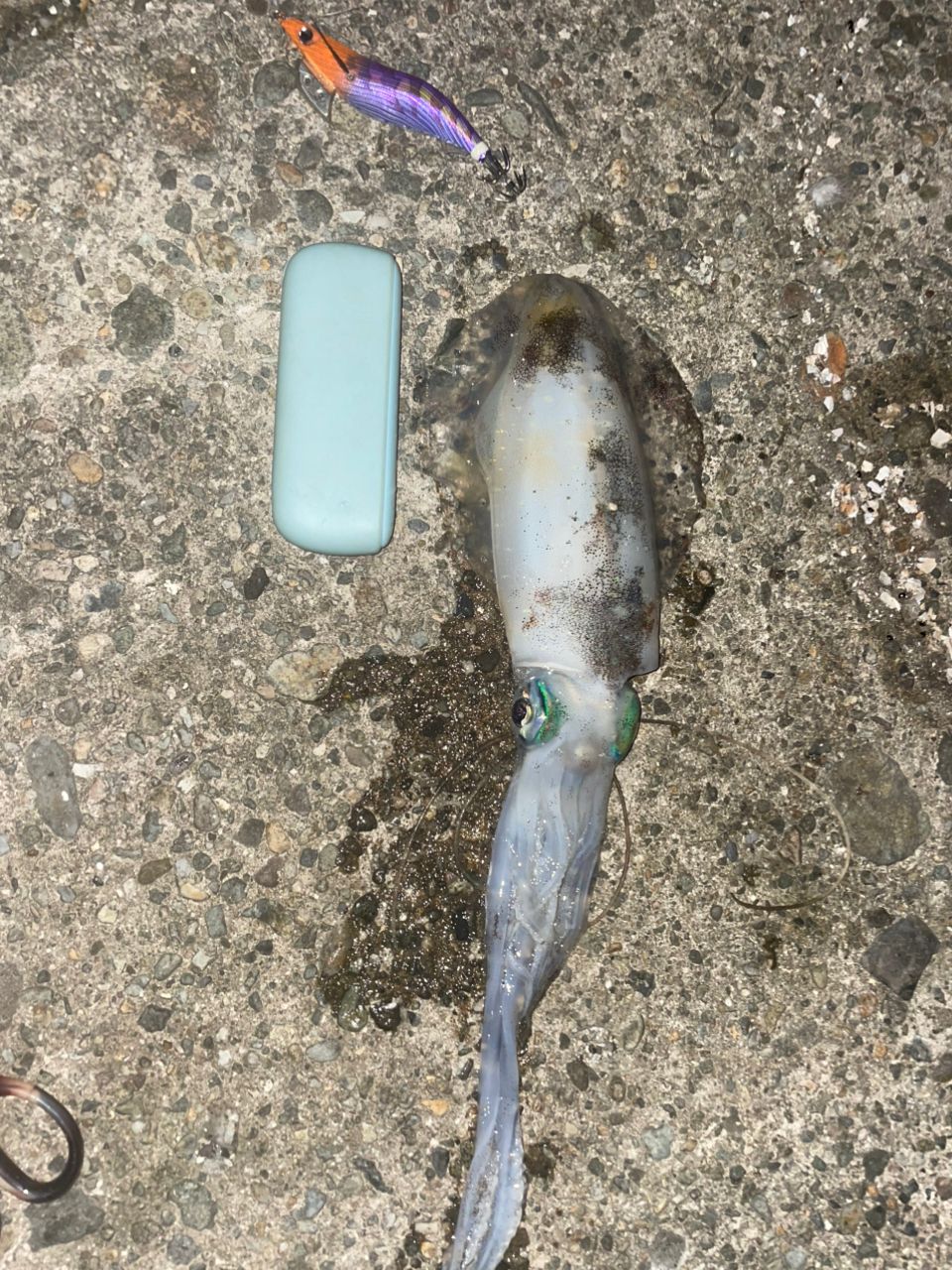 アオリイカ