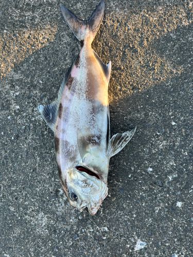アイブリの釣果