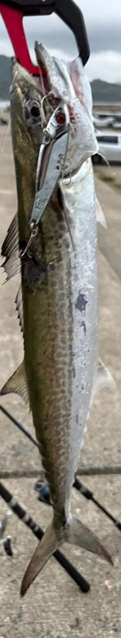 サゴシの釣果