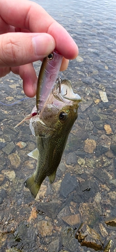 ブラックバスの釣果