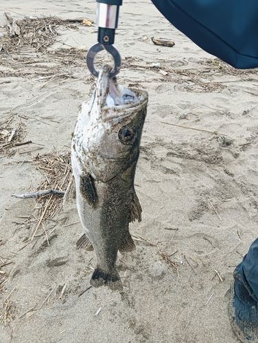 県南サーフ