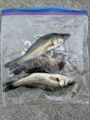 スズキの釣果