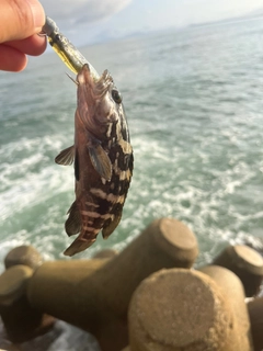 クエの釣果