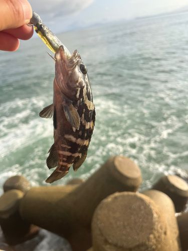 クエの釣果