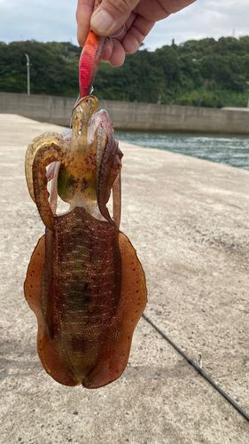 アオリイカの釣果