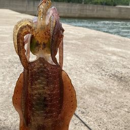 アオリイカ