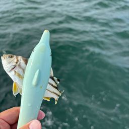 コトヒキ