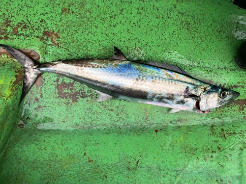 サゴシの釣果