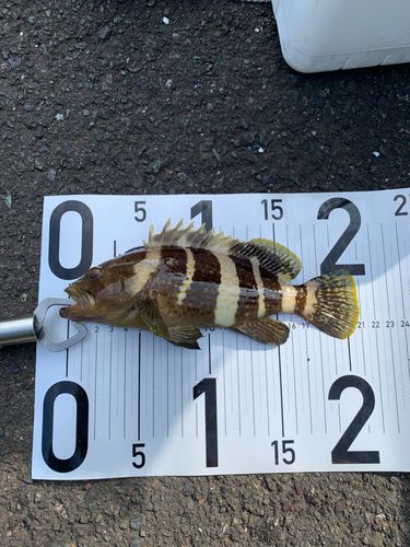 アオハタの釣果