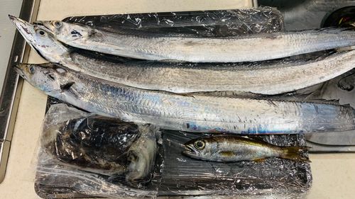 タチウオの釣果