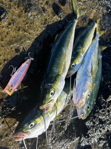 フクラギの釣果