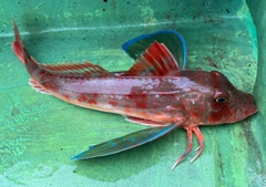 ホウボウの釣果