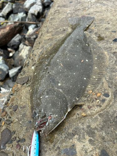 ヒラメの釣果