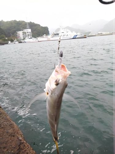 ロウニンアジの釣果