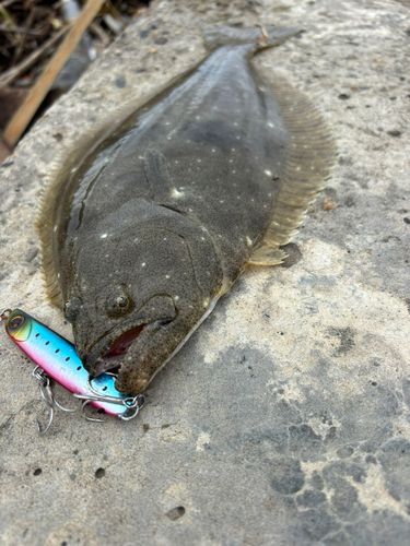 ソゲの釣果