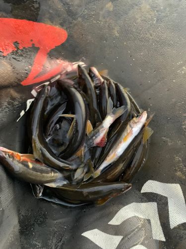 アユの釣果