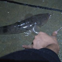 マゴチ