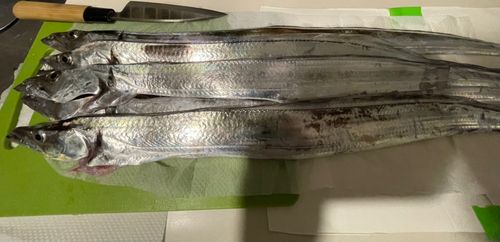 タチウオの釣果